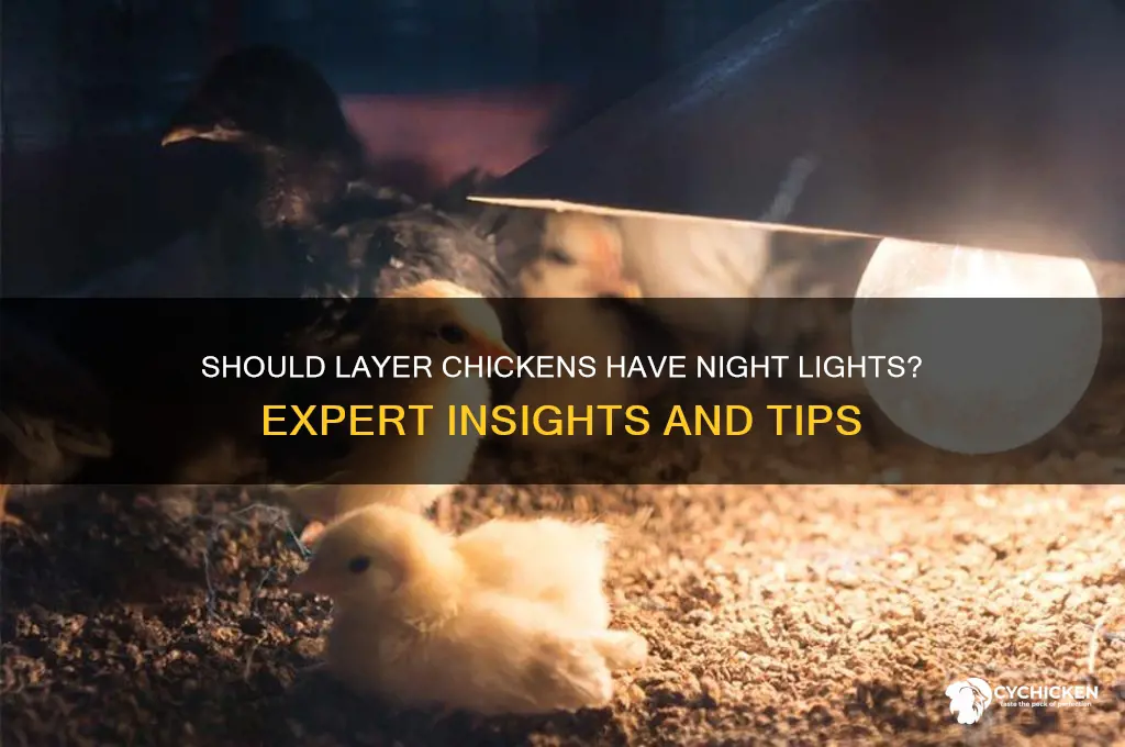 do layer chicken need light at night