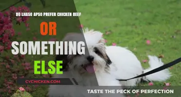 Lhasa Apso Diet: Chicken, Beef, or Something Else?