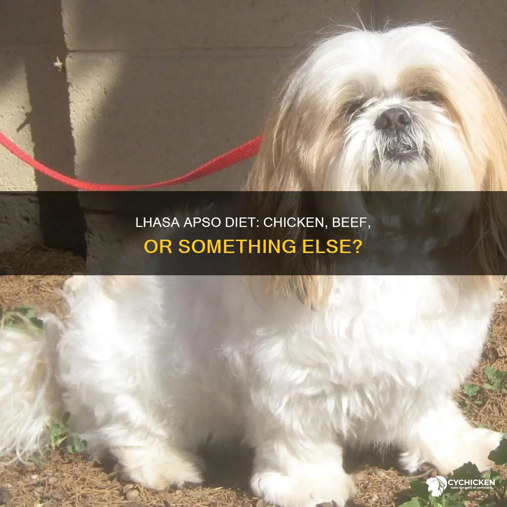 do lhaso apso prefer chicken beef or something else