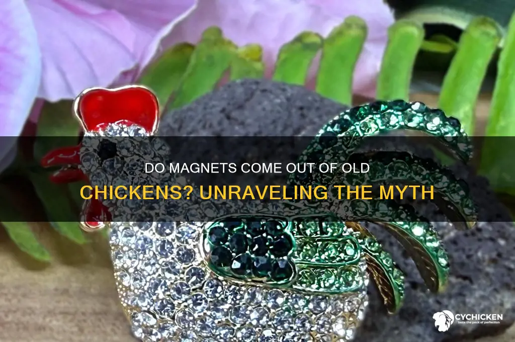 do magets come out of old chicken