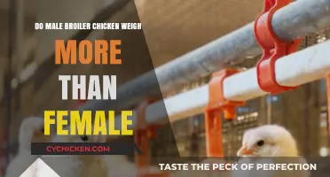 Do Male Broiler Chickens Outweigh Females? A Weight Comparison