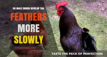 Male Chick Tail Feather Development: A Slower Growth Process Explored