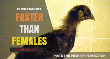 Male vs. Female Chick Growth: Which Sex Develops Faster?
