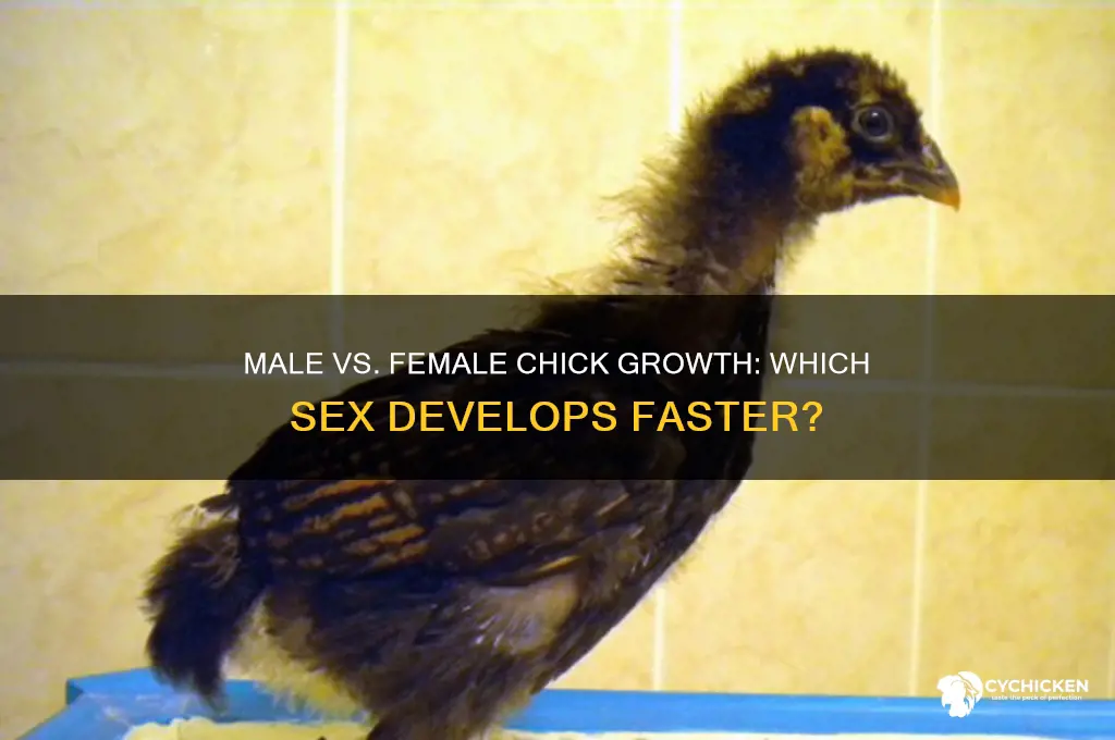 do male chicks grow faster than females