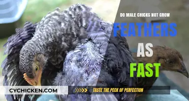 Do Male Chicks Grow Feathers Slower Than Females?