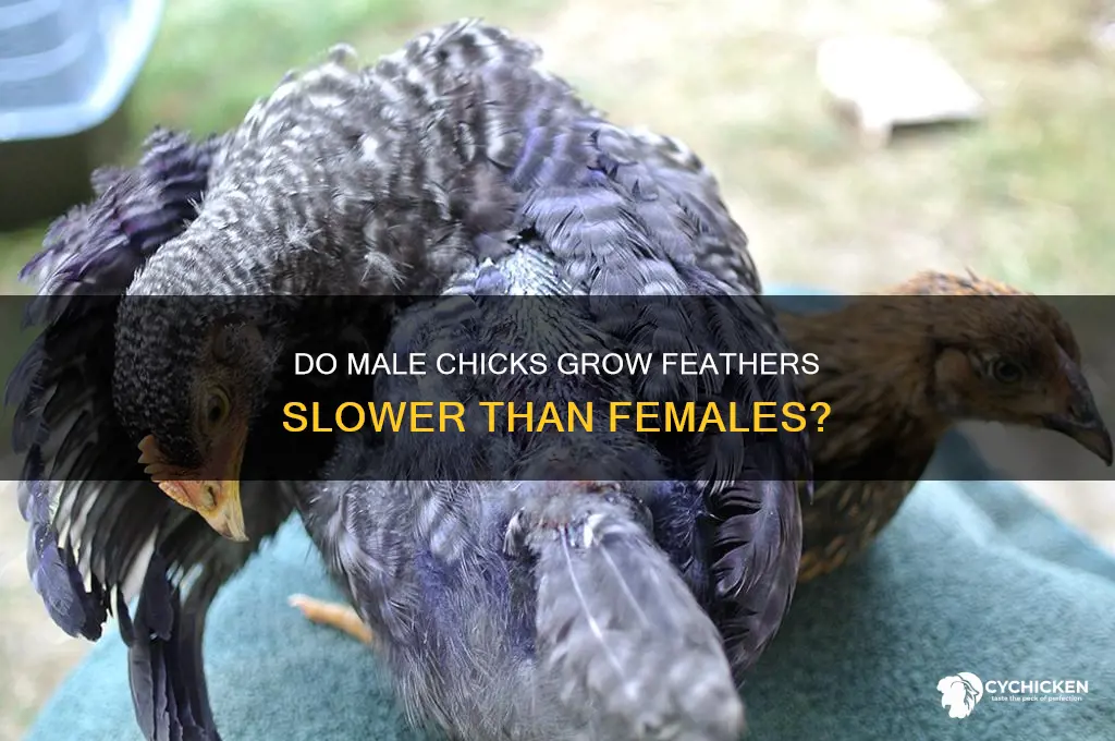 do male chicks not grow feathers as fast