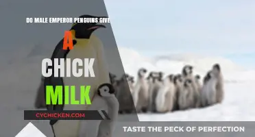 Do Male Emperor Penguins Lactate? Unraveling the Chick Milk Myth