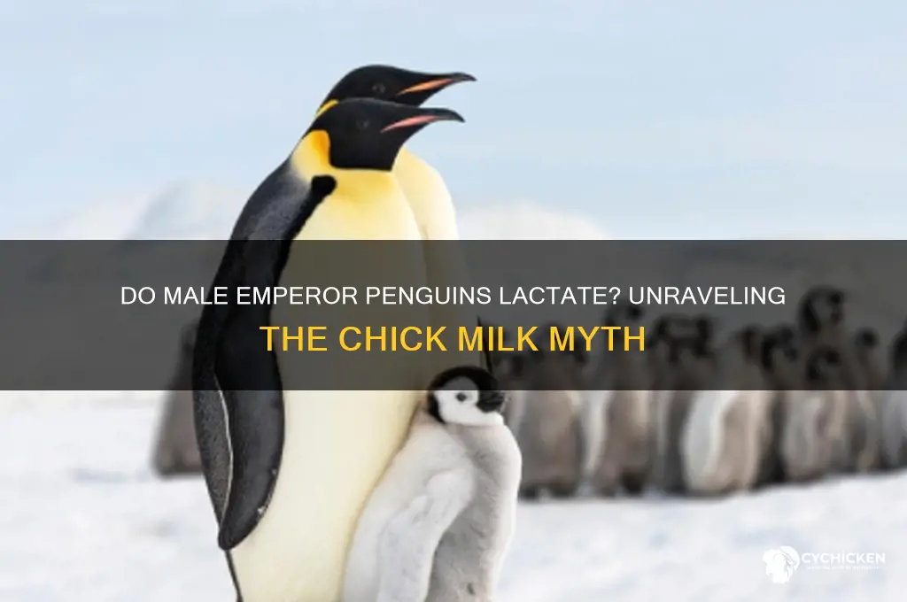 do male emperor penguins give a chick milk