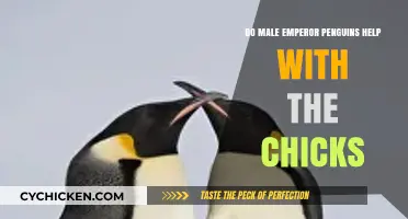 Male Emperor Penguins: Dedicated Dads Nurturing Chicks in Antarctica