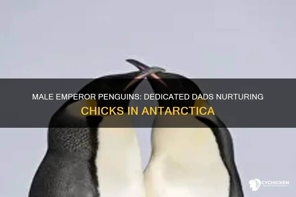 do male emperor penguins help with the chicks
