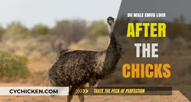 Do Male Emus Care for Chicks? Unveiling Their Parental Role