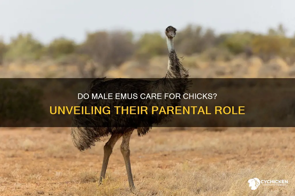 do male emus look after the chicks