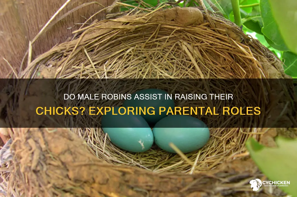 do male robins help in chick rearing