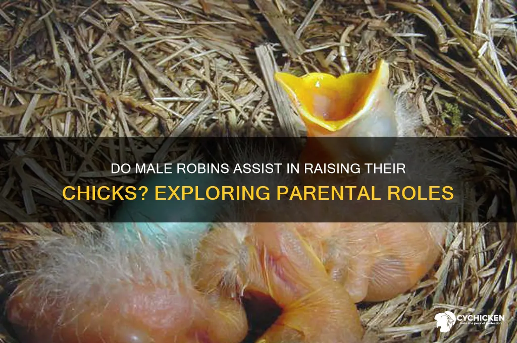 do male robins help raise the chicks