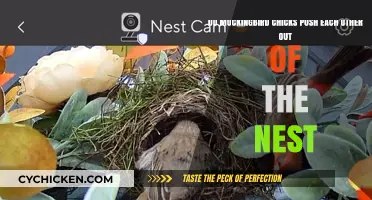 Mockingbird chicks: Pushing each other out of the nest?