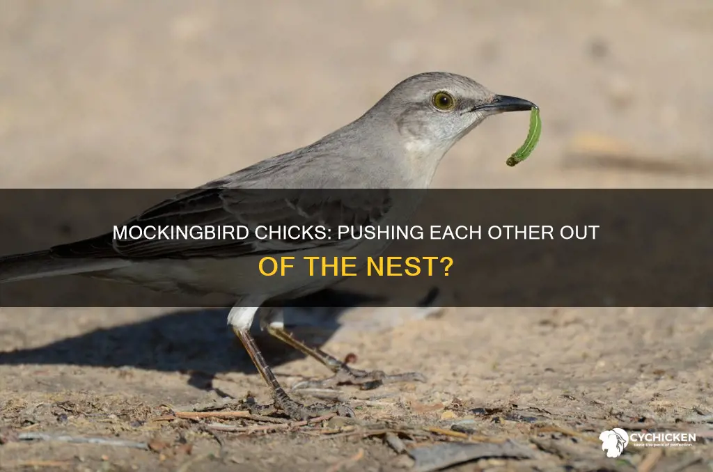 do mockingbird chicks push each other out of the nest