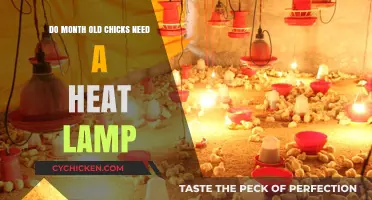 Do Month-Old Chicks Need a Heat Lamp? Essential Care Tips