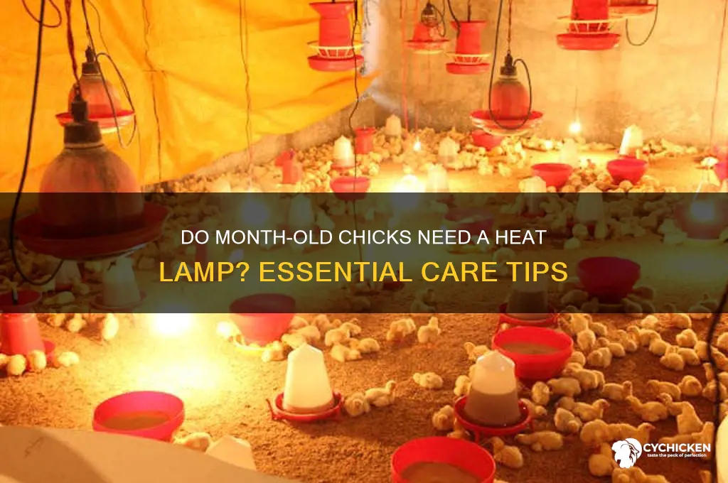 do month old chicks need a heat lamp