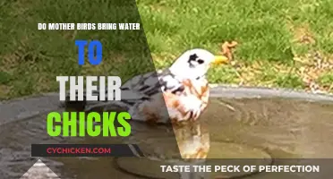 Do Mother Birds Hydrate Chicks? Unveiling Parental Care Secrets