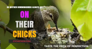 Do Mother Hummingbirds Always Sit on Their Chicks? The Truth Revealed