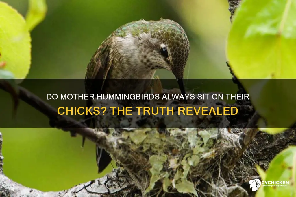 do mother hummingbirds always sit on their chicks