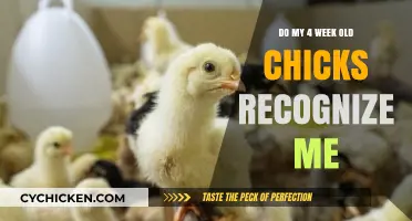 Do My 4-Week-Old Chicks Recognize Me? Exploring Chick Cognition