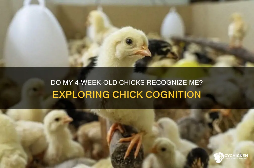 do my 4 week old chicks recognize me