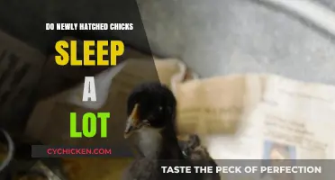 Newly Hatched Chicks: Understanding Their Sleep Patterns and Needs