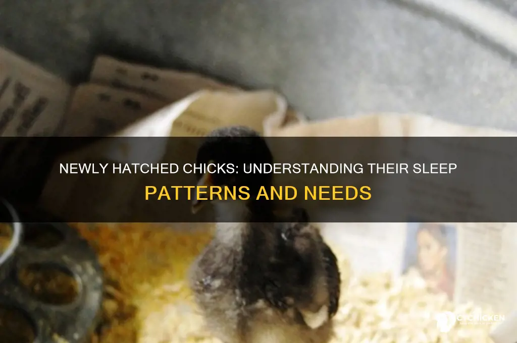 do newly hatched chicks sleep a lot