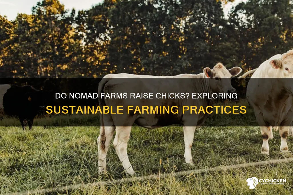do nomad farms have chicks nomad farms