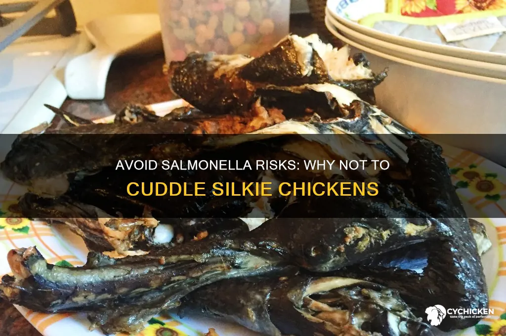do not cuddle your silkie chicken sallmonella