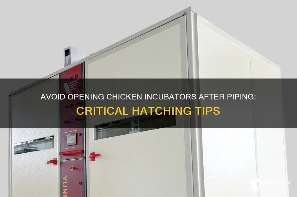 do not open chicken incubator once they pip