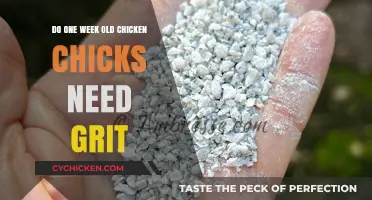 Do Baby Chicks Need Grit? Essential Care for One-Week-Old Chicks