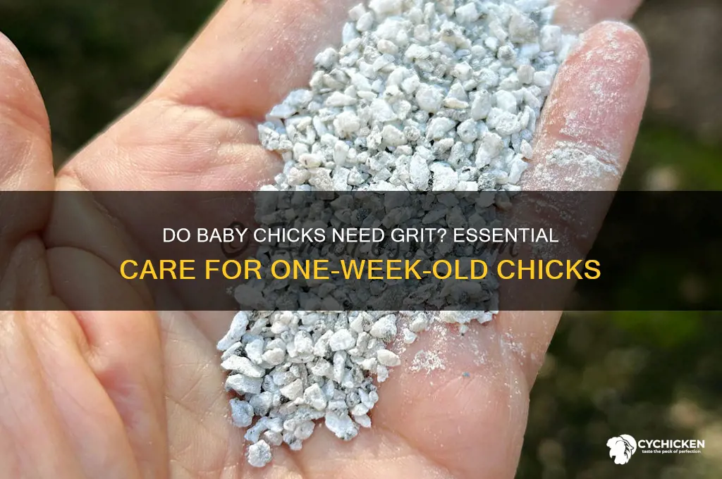 do one week old chicken chicks need grit
