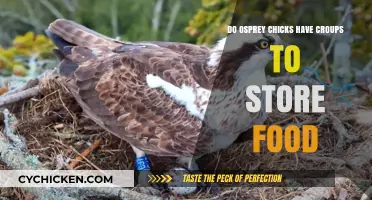 Do Osprey Chicks Have Croups? Unraveling Their Unique Feeding Mechanism