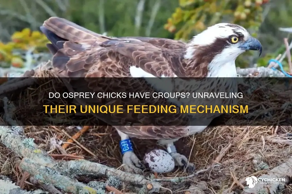 do osprey chicks have croups to store food