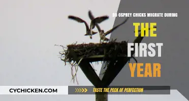 Do Osprey Chicks Migrate in Their First Year? Unveiling the Journey
