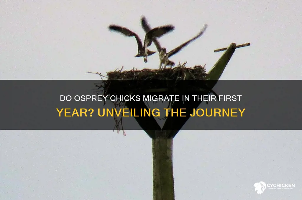 do osprey chicks migrate during the first year