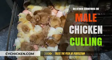 Global Practices: Male Chicken Culling Beyond Borders Explored