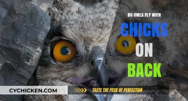 Do Owls Carry Chicks on Their Backs? Unraveling the Myth