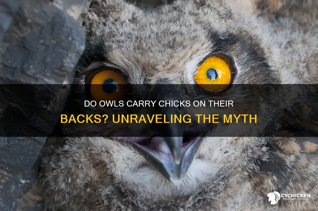 do owls fly with chicks on back