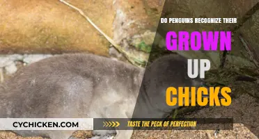 Do Penguins Recognize Their Grown-Up Chicks? Surprising Insights Revealed