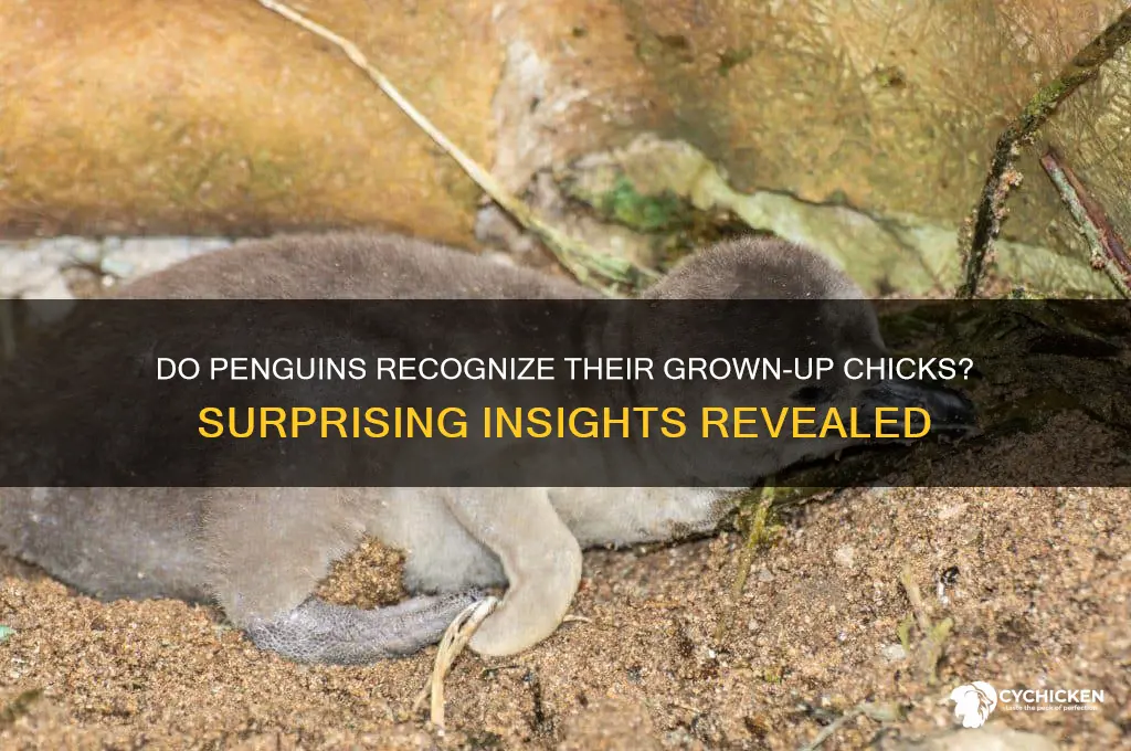 do penguins recognize their grown up chicks