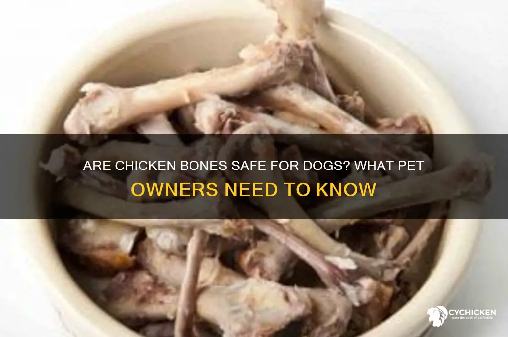 do people give chicken bones to dog