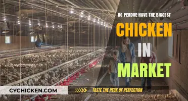 Are Perdue's Chickens the Largest in the Market Today?