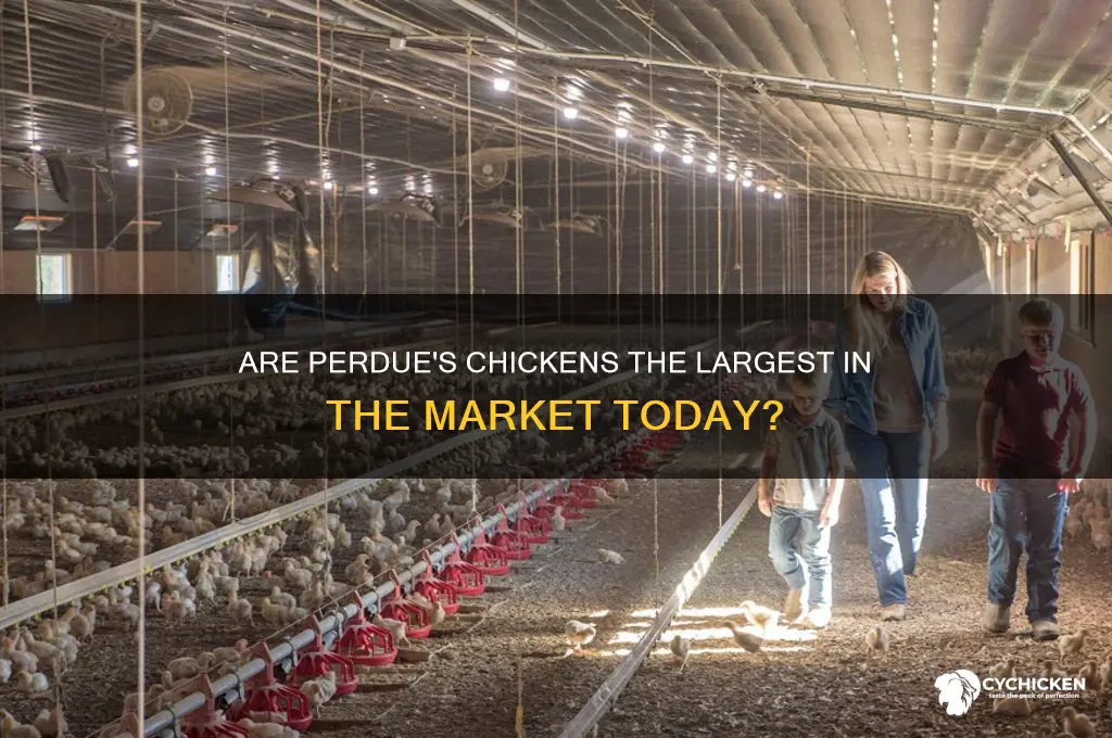 do perdue have the biggest chicken in market