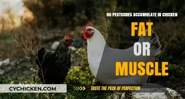 Pesticide Residues in Chicken: Fat vs. Muscle Accumulation Explained