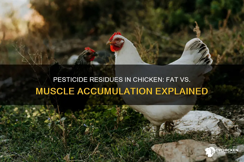 do pesticides accumulate in chicken fat or muscle
