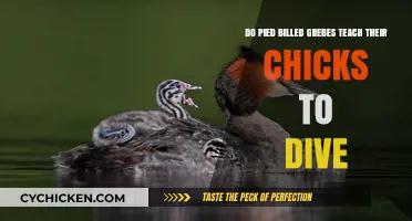 How Pied-billed Grebes Teach Their Young to Dive
