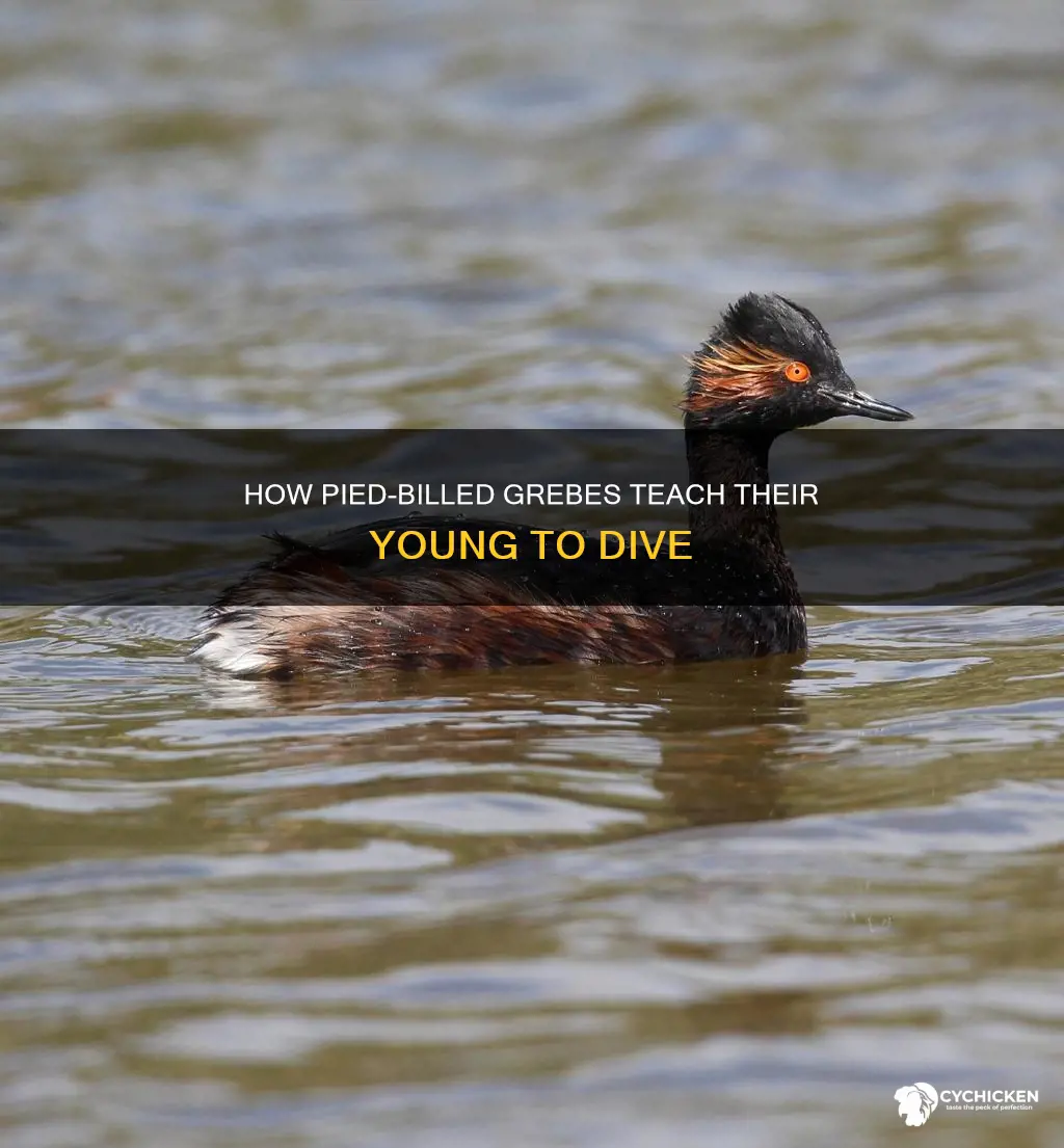 do pied billed grebes teach their chicks to dive